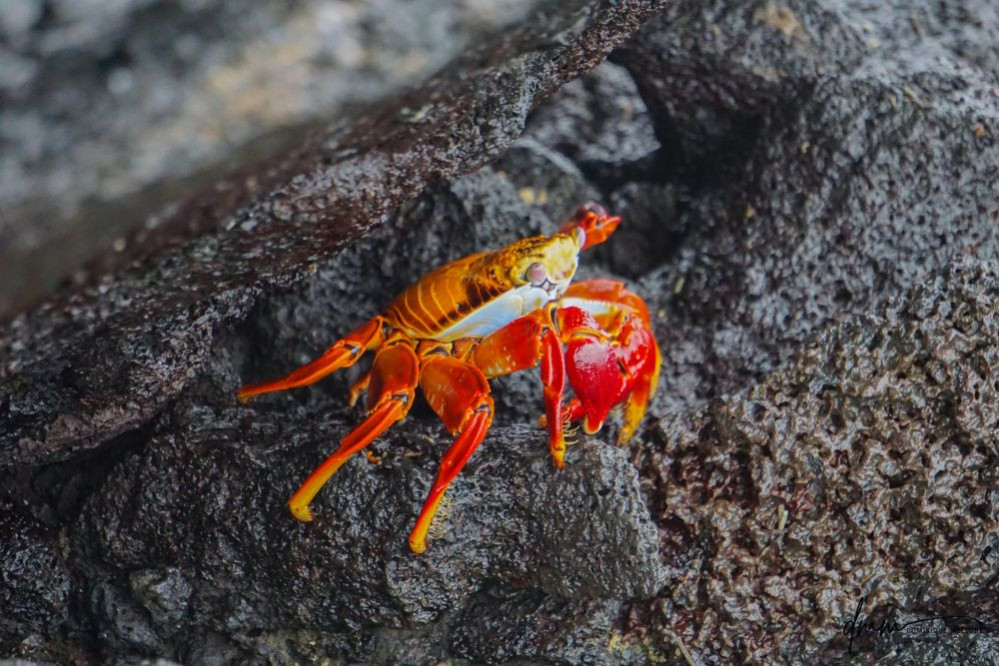 Sally Lightfoot Crab 3