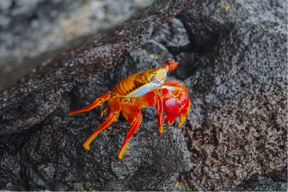 Sally Lightfoot Crab 3