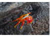 Sally Lightfoot Crab 3