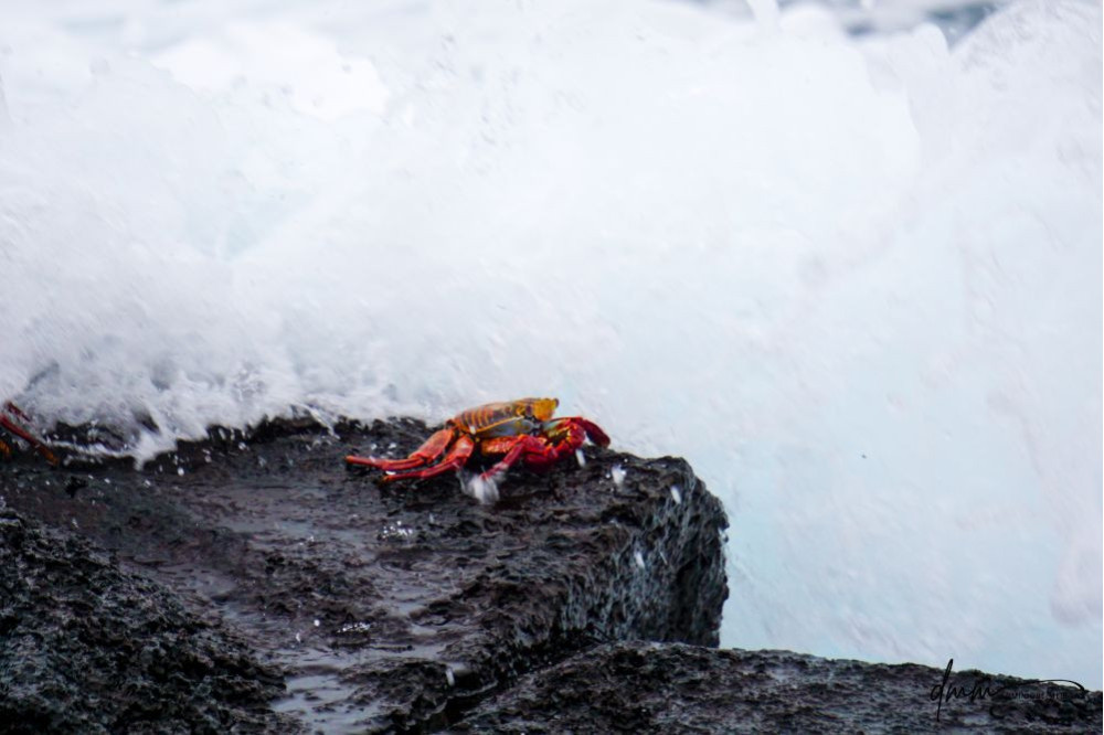 Sally Lightfoot Crab- In Waves