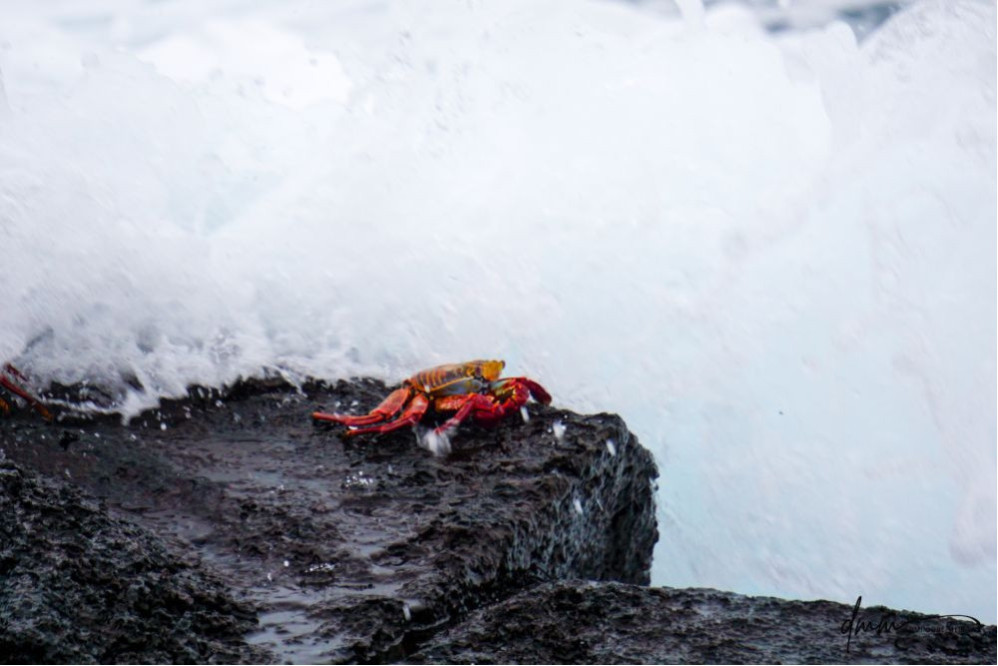 Sally Lightfoot Crab- In Waves