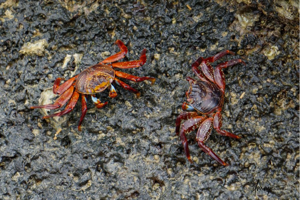 Sally Lightfoot Crab- Pair 1