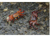 Sally Lightfoot Crab- Pair 1