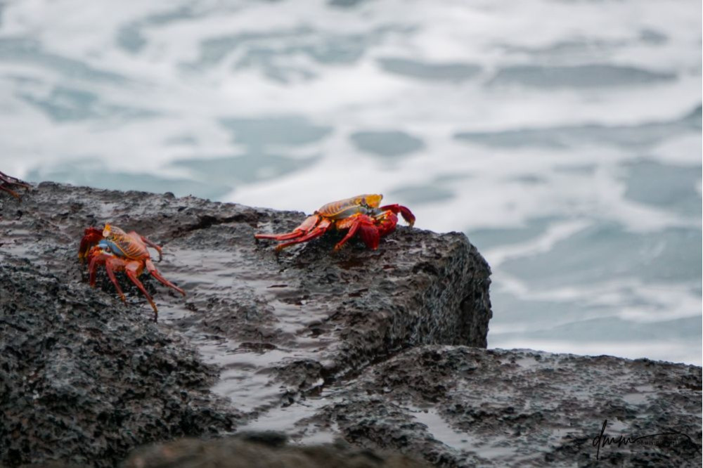 Sally Lightfoot Crab- Pair 2
