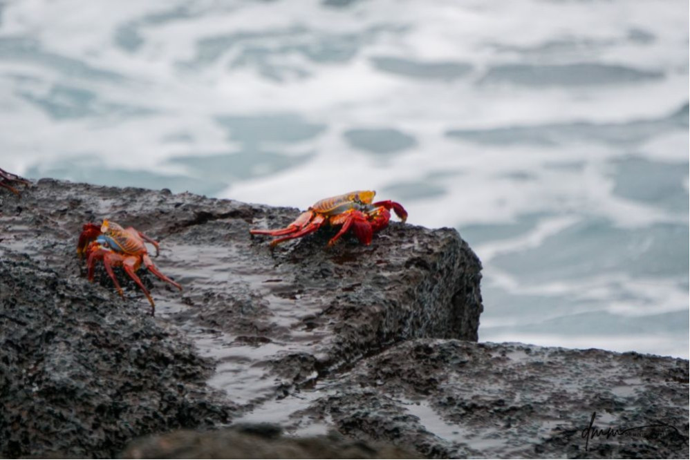 Sally Lightfoot Crab- Pair 2