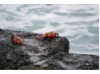 Sally Lightfoot Crab- Pair 2