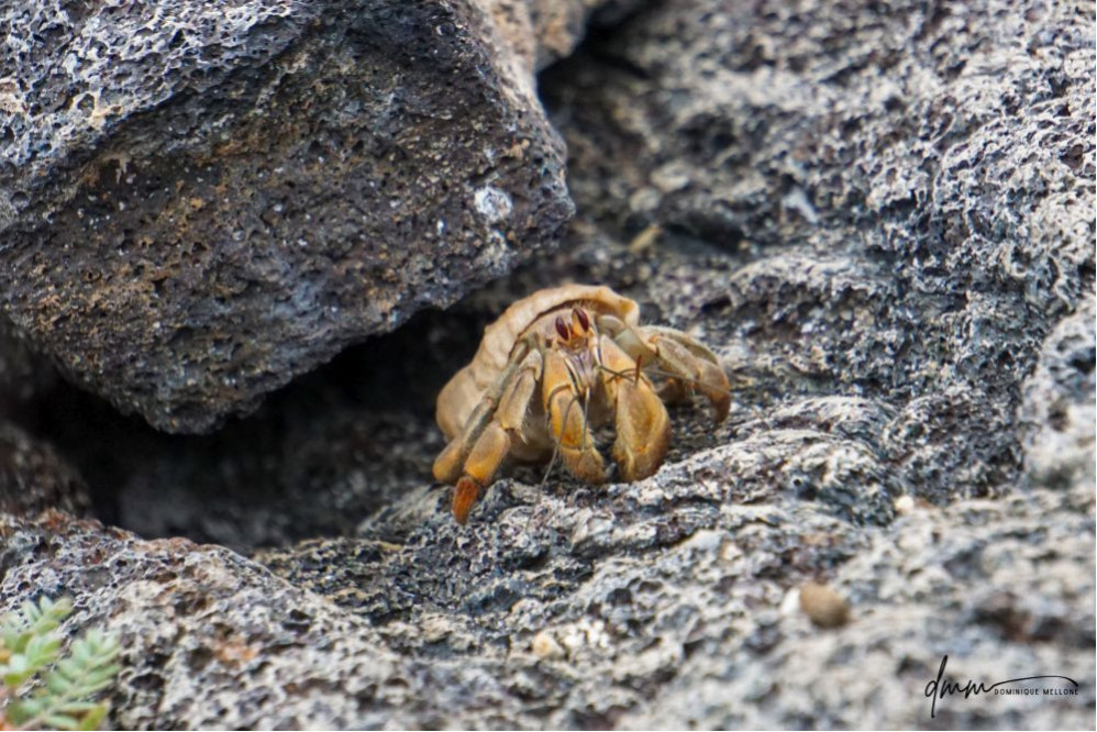 Semi-Terrestrial Hermit Crab