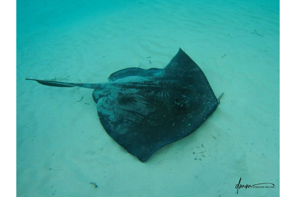 Southern Stingray 1