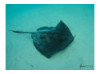 Southern Stingray 1