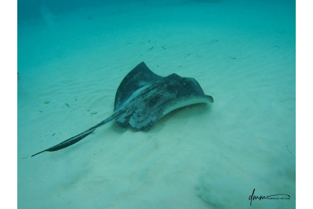 Southern Stingray 2