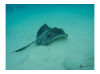 Southern Stingray 2