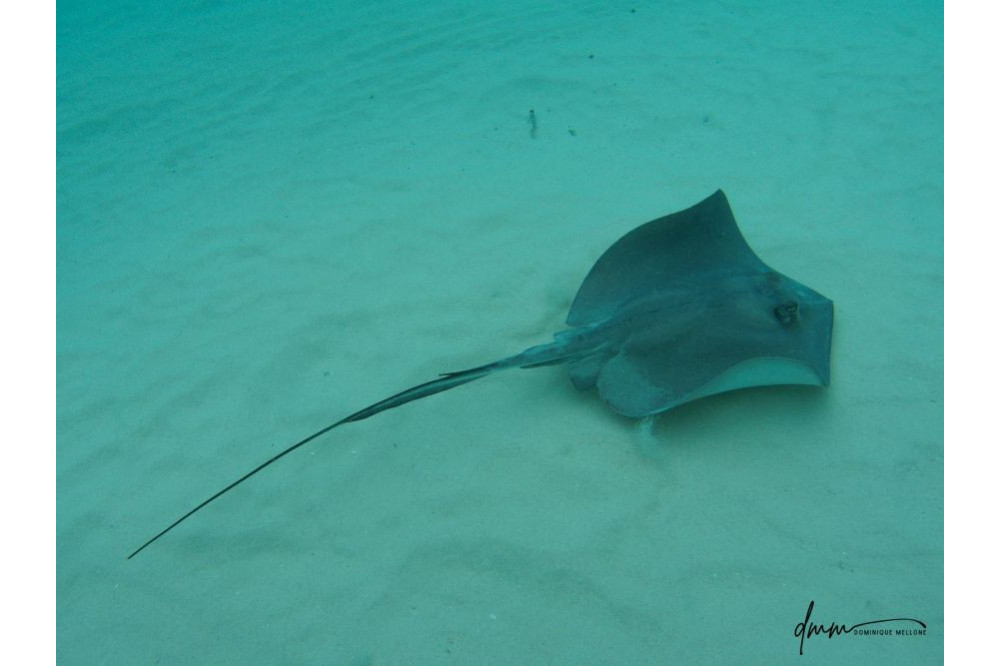 Southern Stingray 3