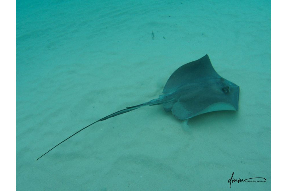 Southern Stingray 3