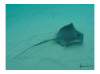Southern Stingray 3