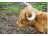 Highland Cow 2