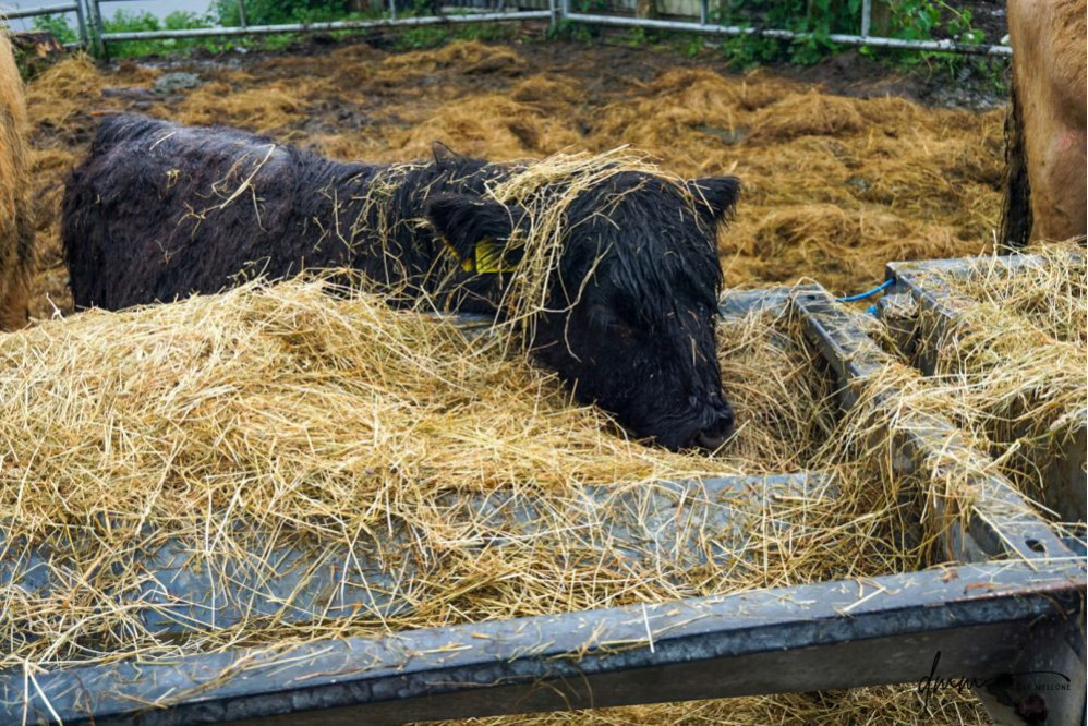 Highland Cow- Calf 1