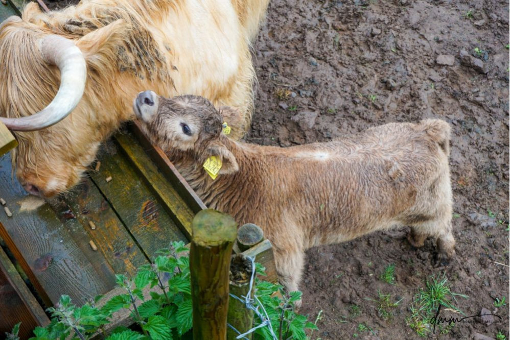 Highland Cow- Calf 2
