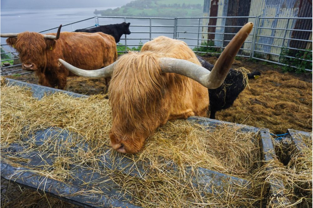 Highland Cow- Eating