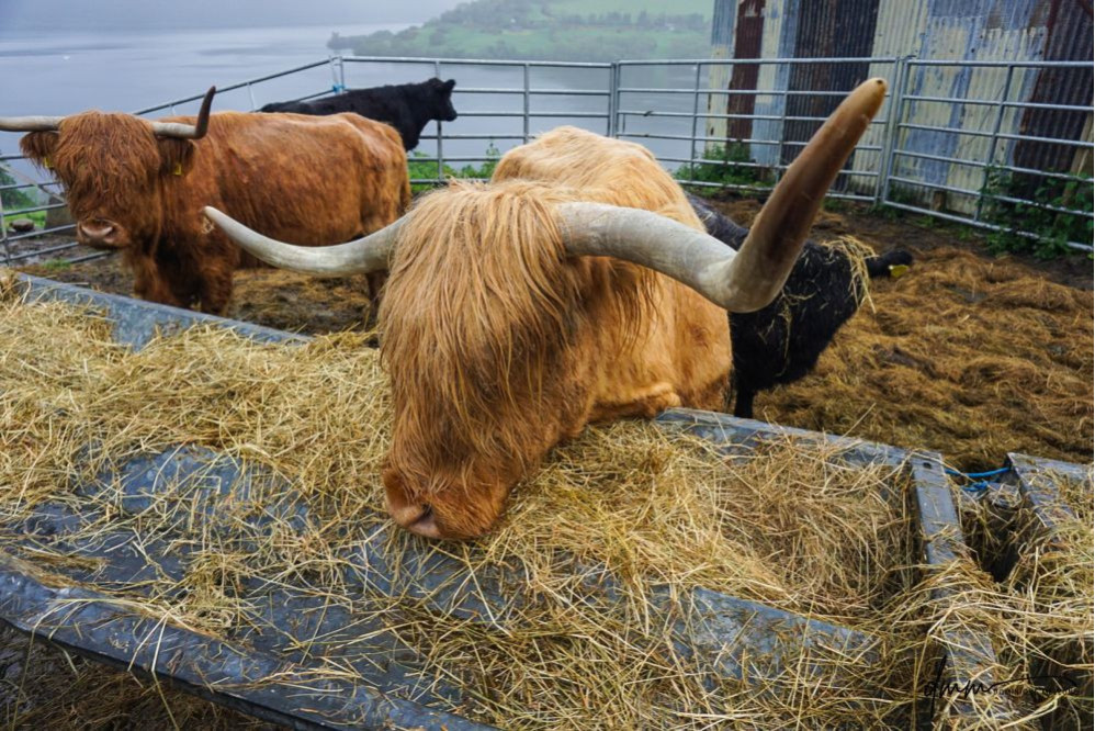 Highland Cow- Eating