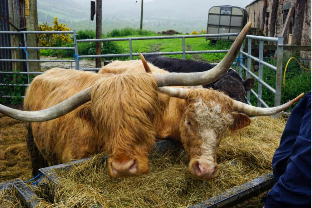 Highland Cow- Pair