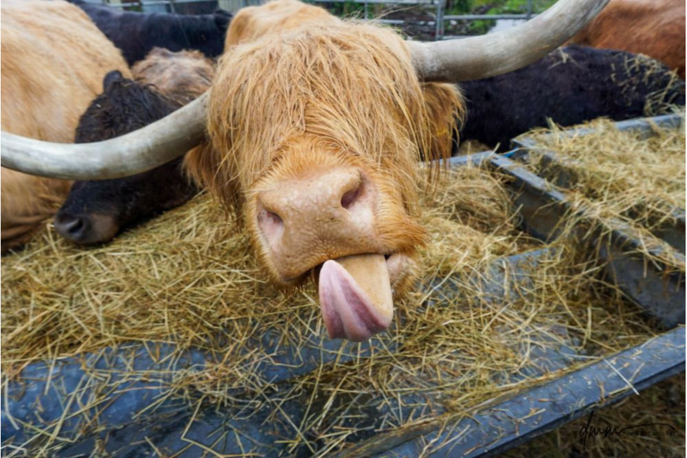 Highland Cow- Tongue