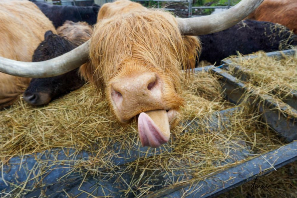 Highland Cow- Tongue