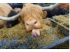 Highland Cow- Tongue