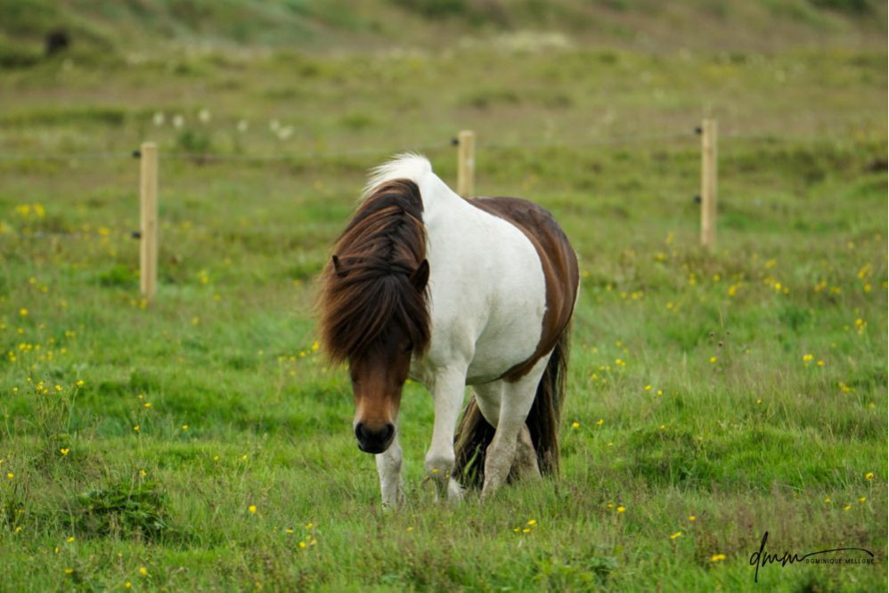 Icelandic Horse 1