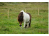 Icelandic Horse 1