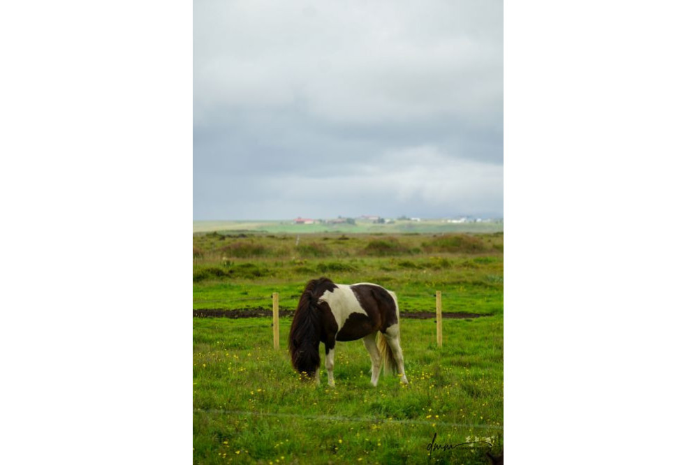 Icelandic Horse 2