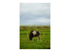 Icelandic Horse 2