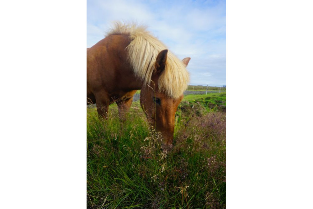 Icelandic Horse 3