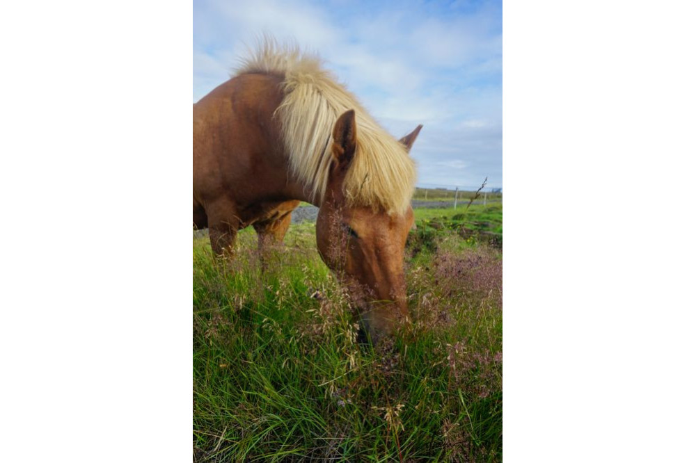 Icelandic Horse 4