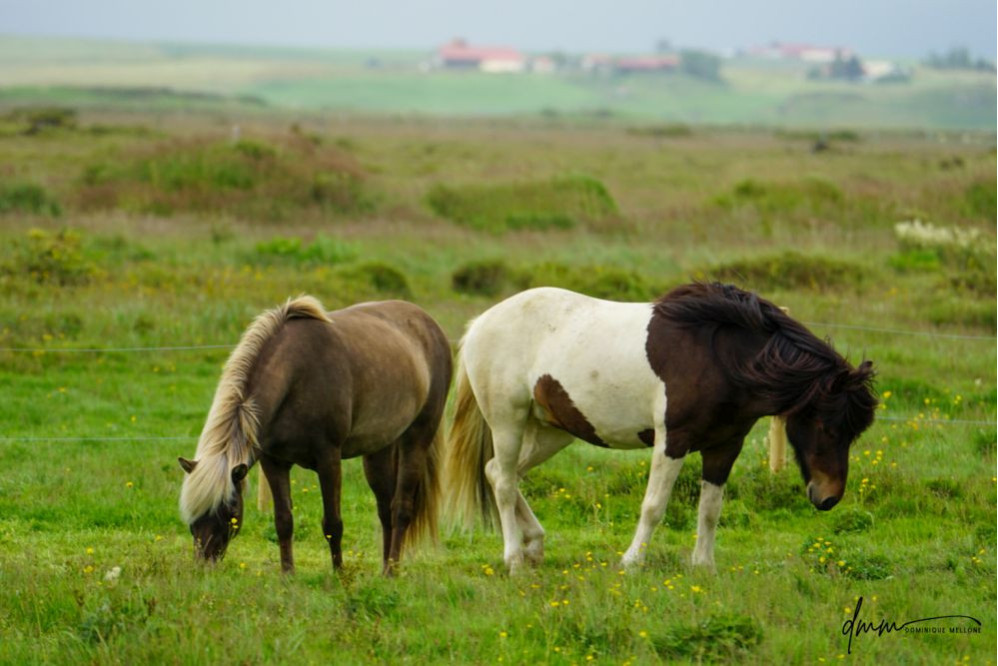 Icelandic Horse- Pair