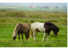 Icelandic Horse- Pair