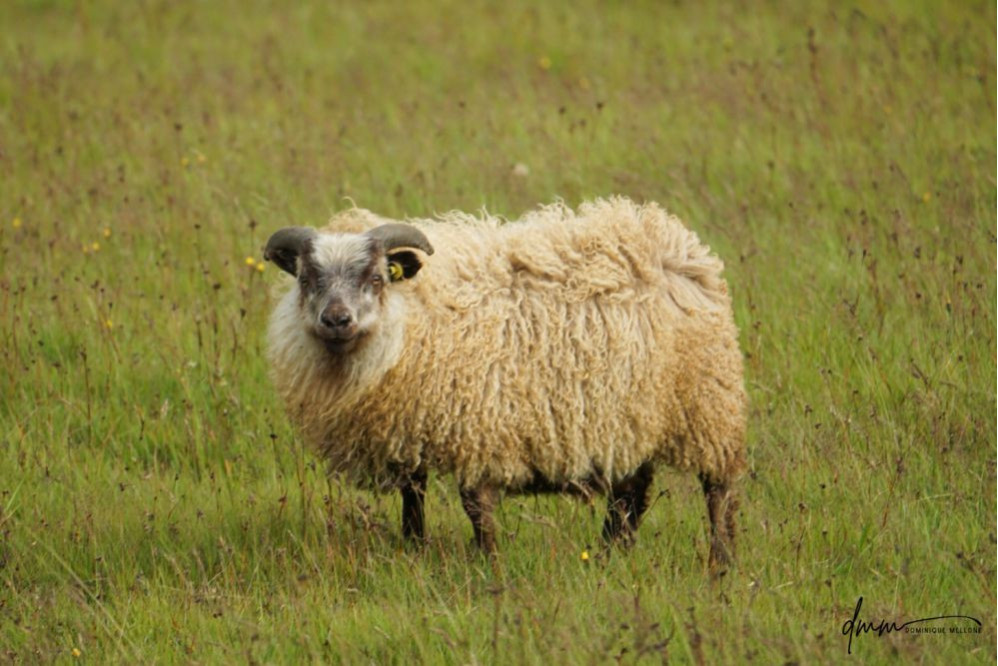 Icelandic Sheep 1