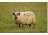 Icelandic Sheep 1