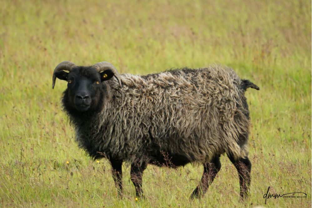 Icelandic Sheep 2