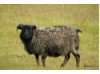 Icelandic Sheep 2