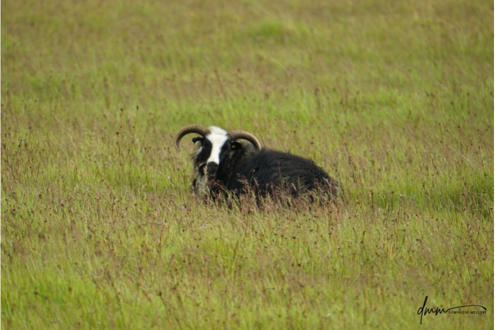 Icelandic Sheep 3