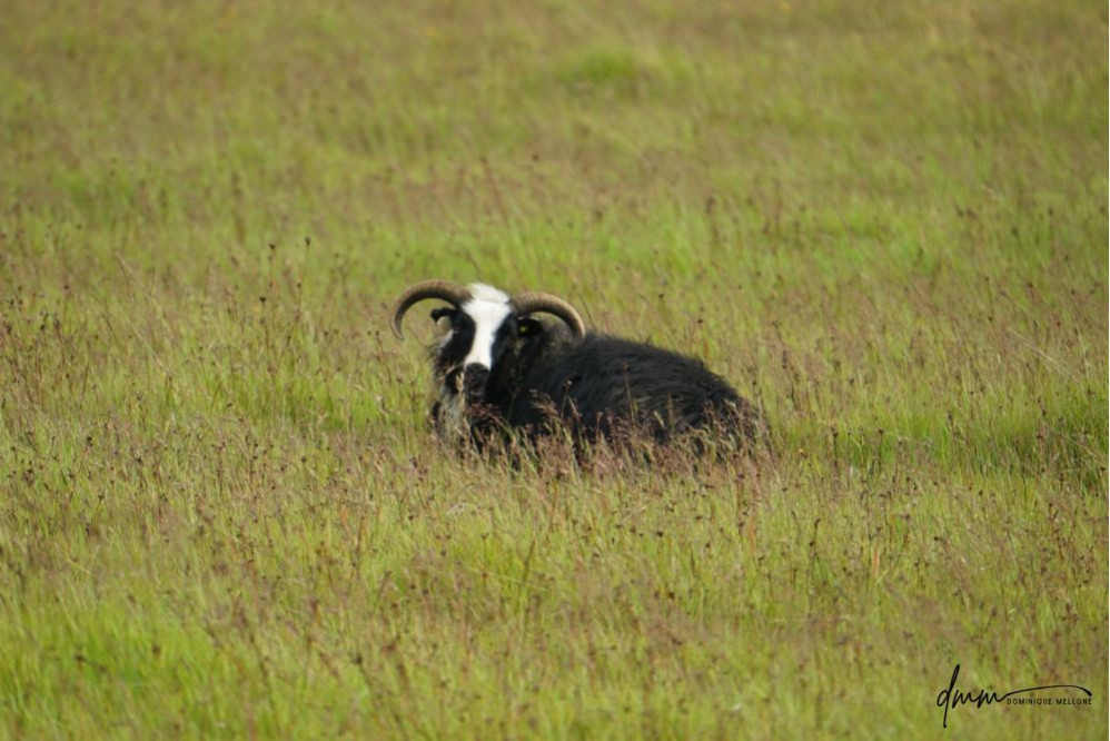 Icelandic Sheep 3