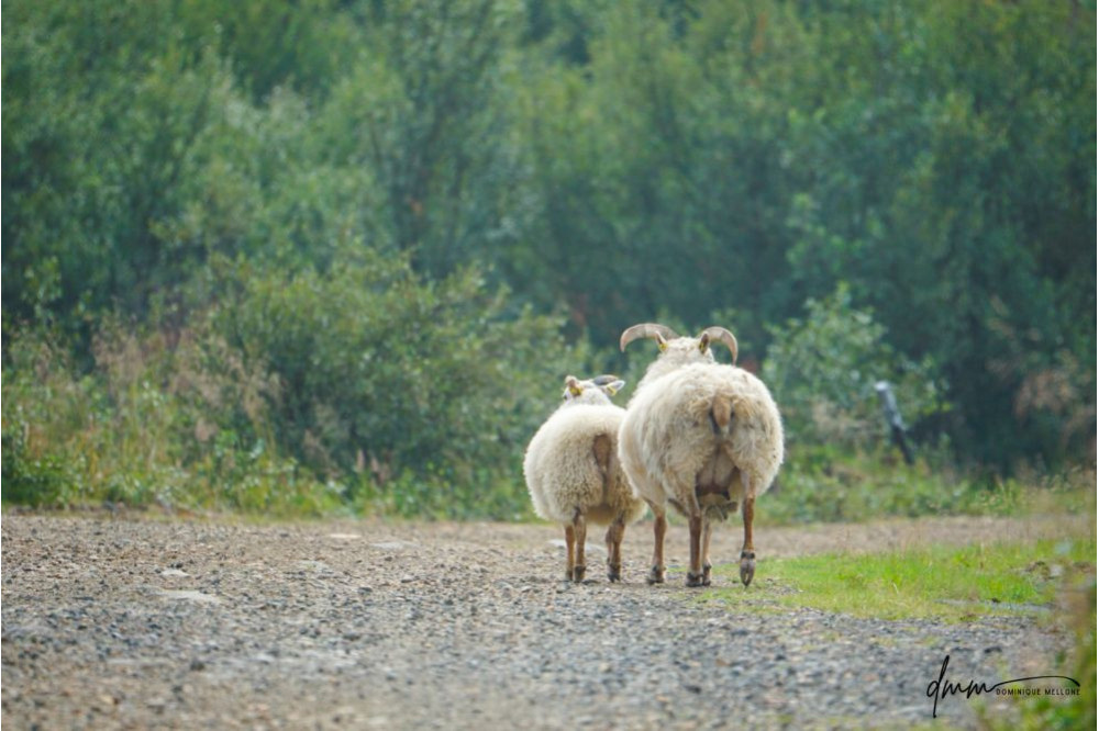 Icelandic Sheep- Pair 2