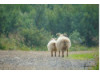 Icelandic Sheep- Pair 2