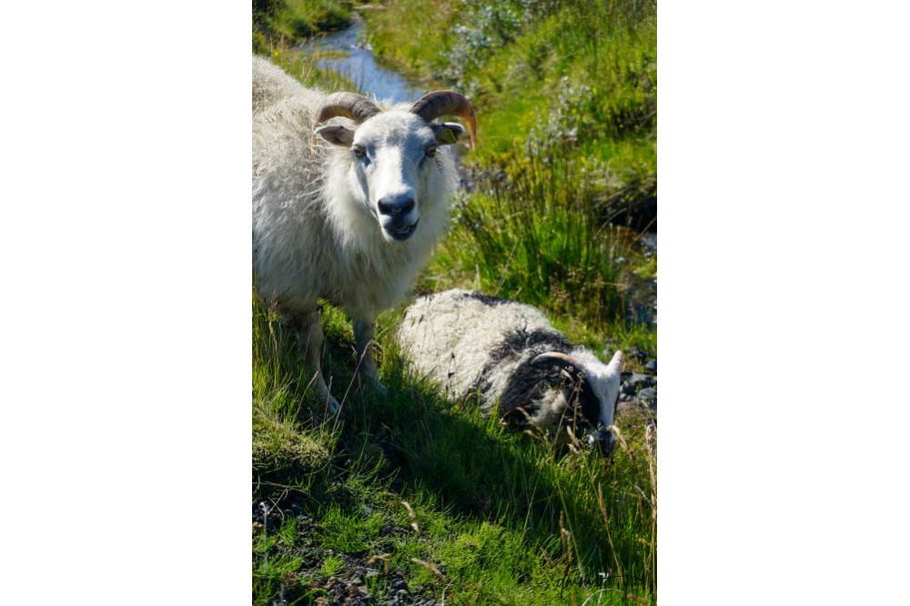 Icelandic Sheep- Pair 3