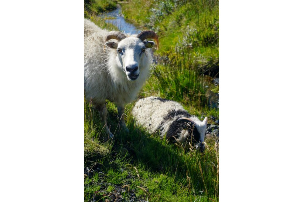 Icelandic Sheep- Pair 3