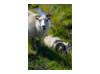 Icelandic Sheep- Pair 3