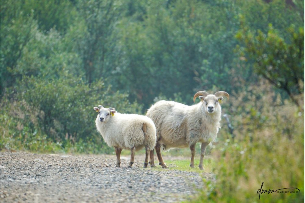 Icelandic Sheep- Pair 1