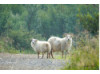 Icelandic Sheep- Pair 1