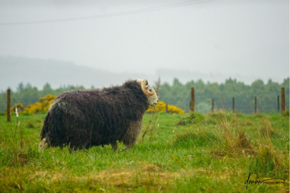 Scottish Sheep 1