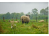 Scottish Sheep 2